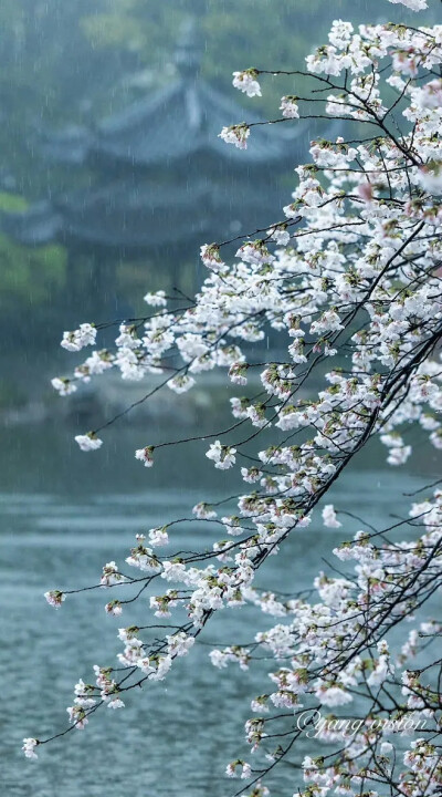 春情只到梨花薄，
片片催零落。
夕阳何事近黄昏，
不道人间犹有未招魂。