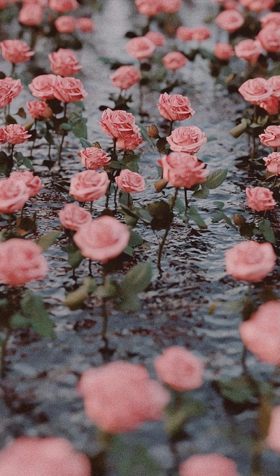 “我一直在哭.哭我没有新鞋子穿.直到有一天我发现有人没有脚。” 