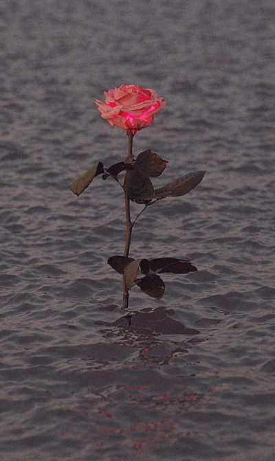 “我一直在哭.哭我没有新鞋子穿.直到有一天我发现有人没有脚。” 