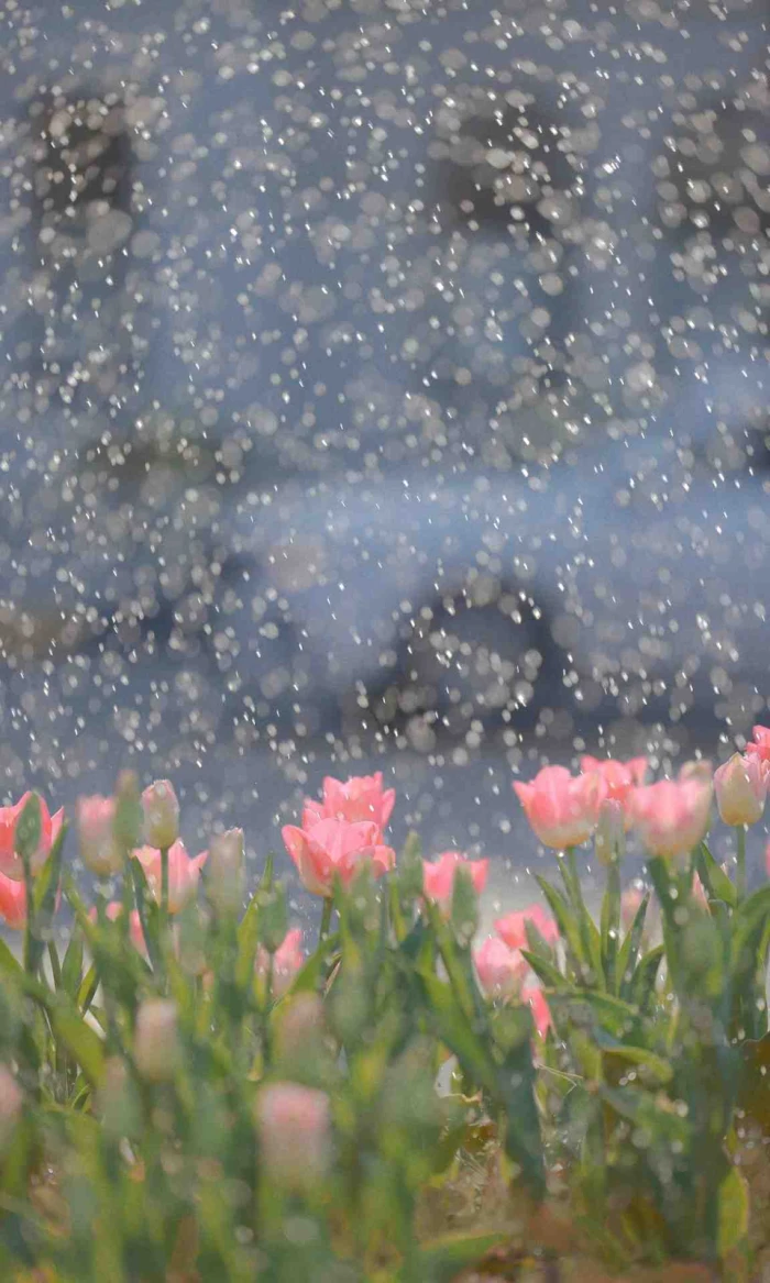 雨