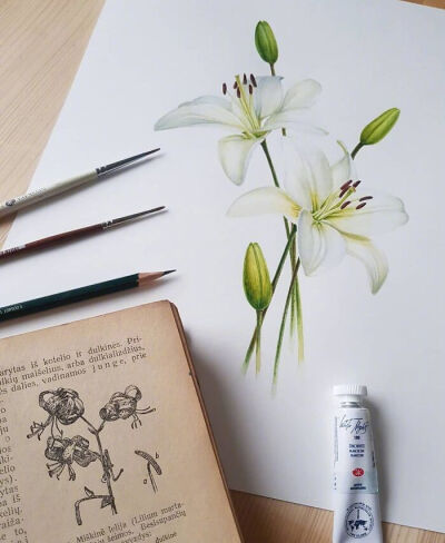 植物绘，插画师 David Bou 