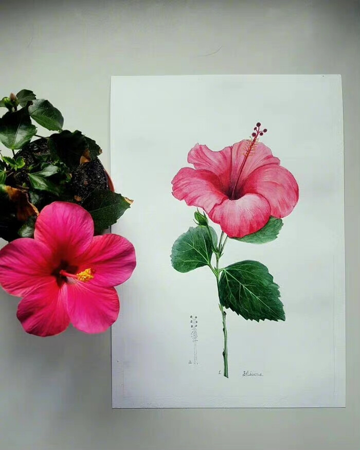 植物绘，插画师 David Bou 