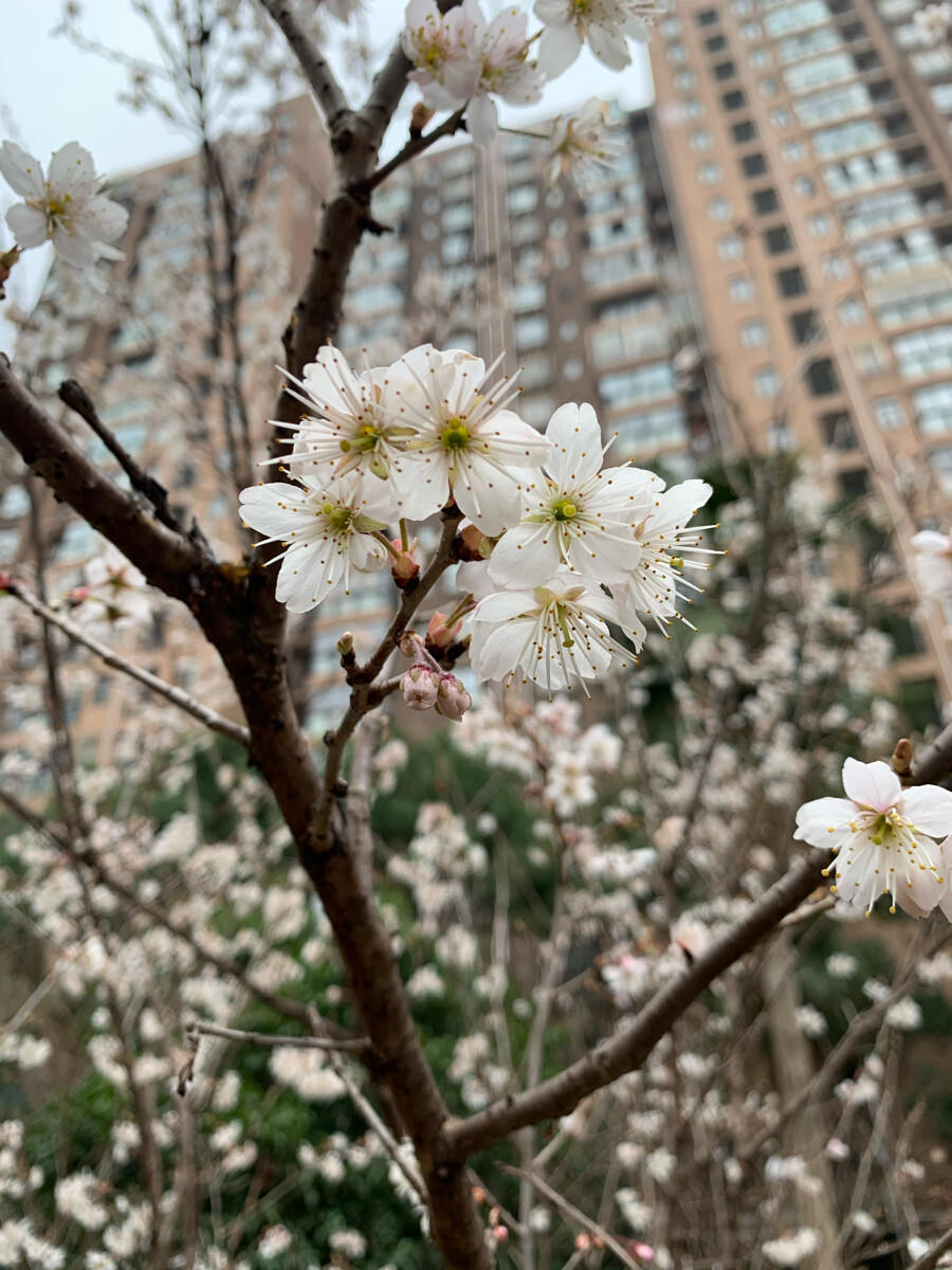 早樱，色白，蕊密，无叶，花期短