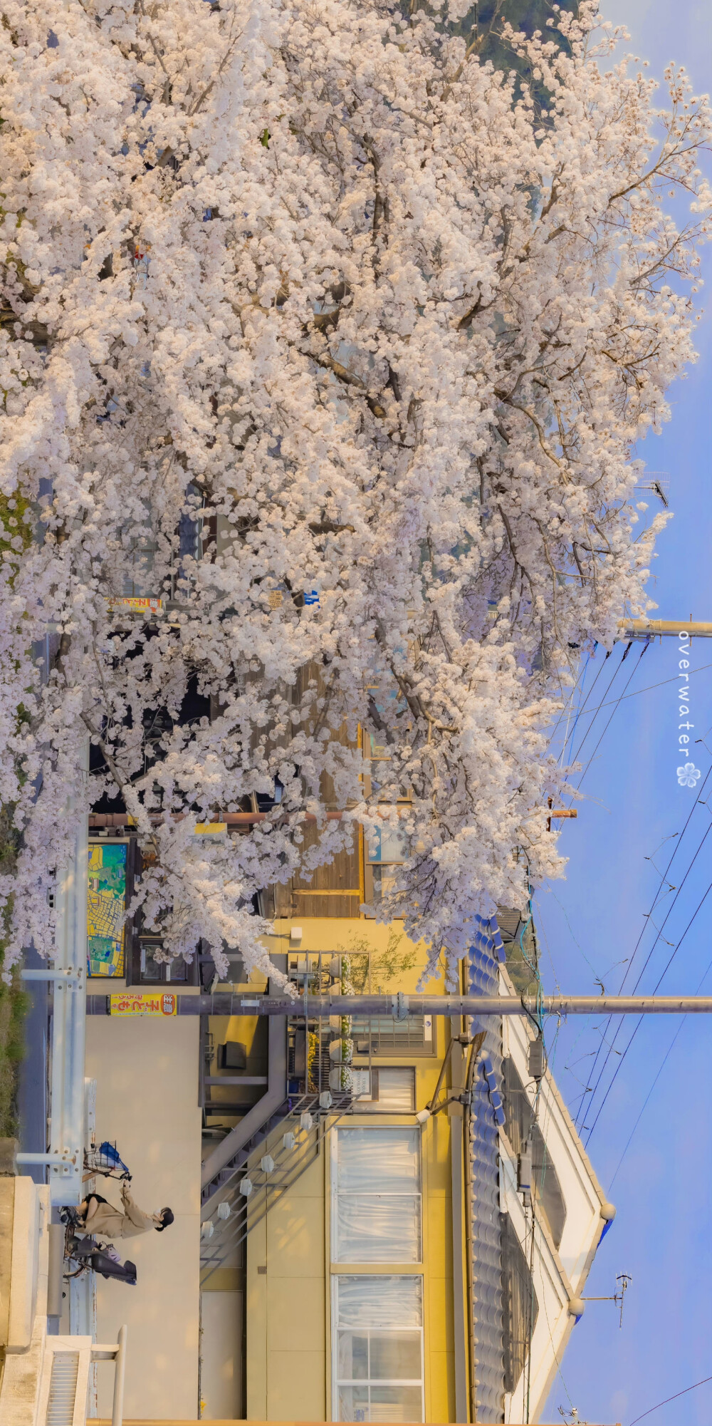 会有花瓣落在你肩上
「京都的日与夜」
摄影:overwater