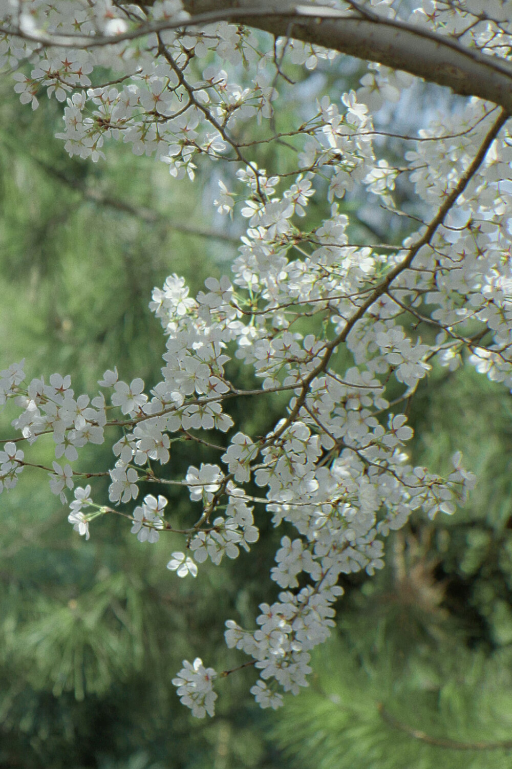 春日壁纸
