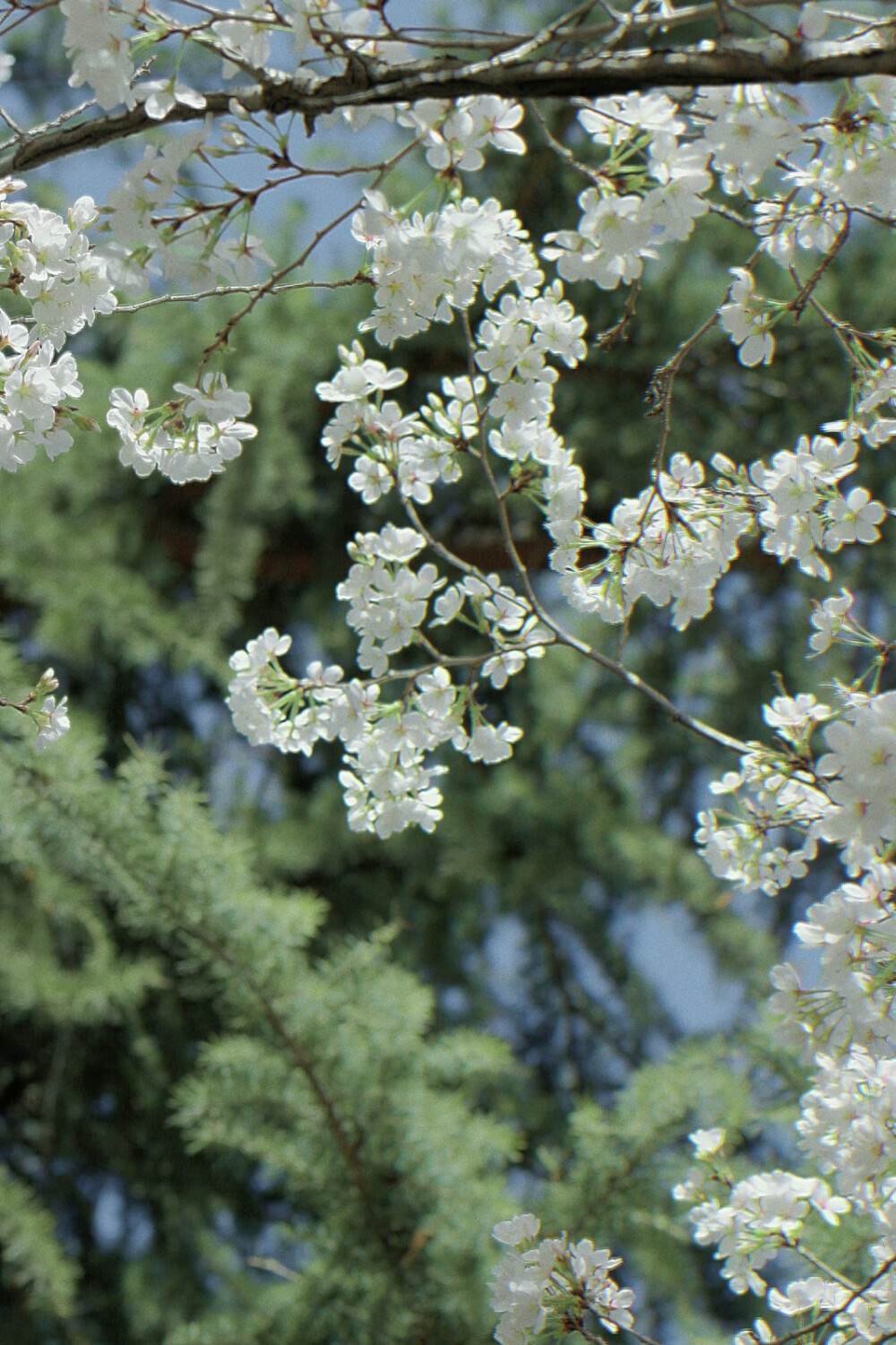 春日壁纸
