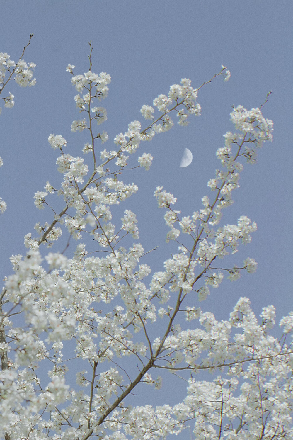 春日壁纸
