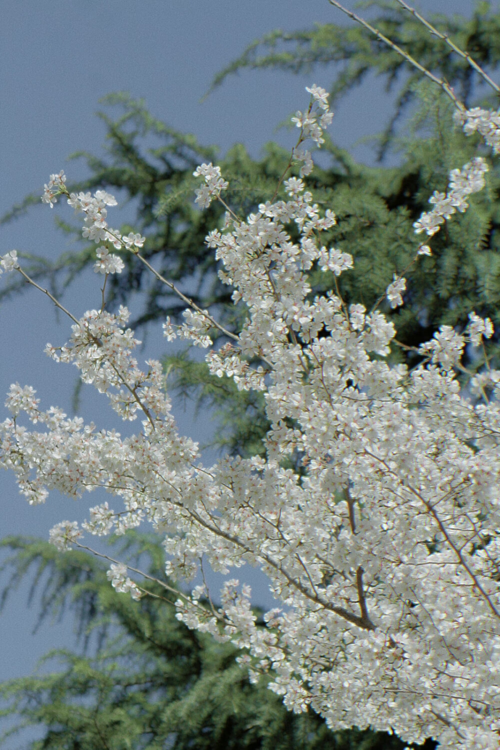 春日壁纸
