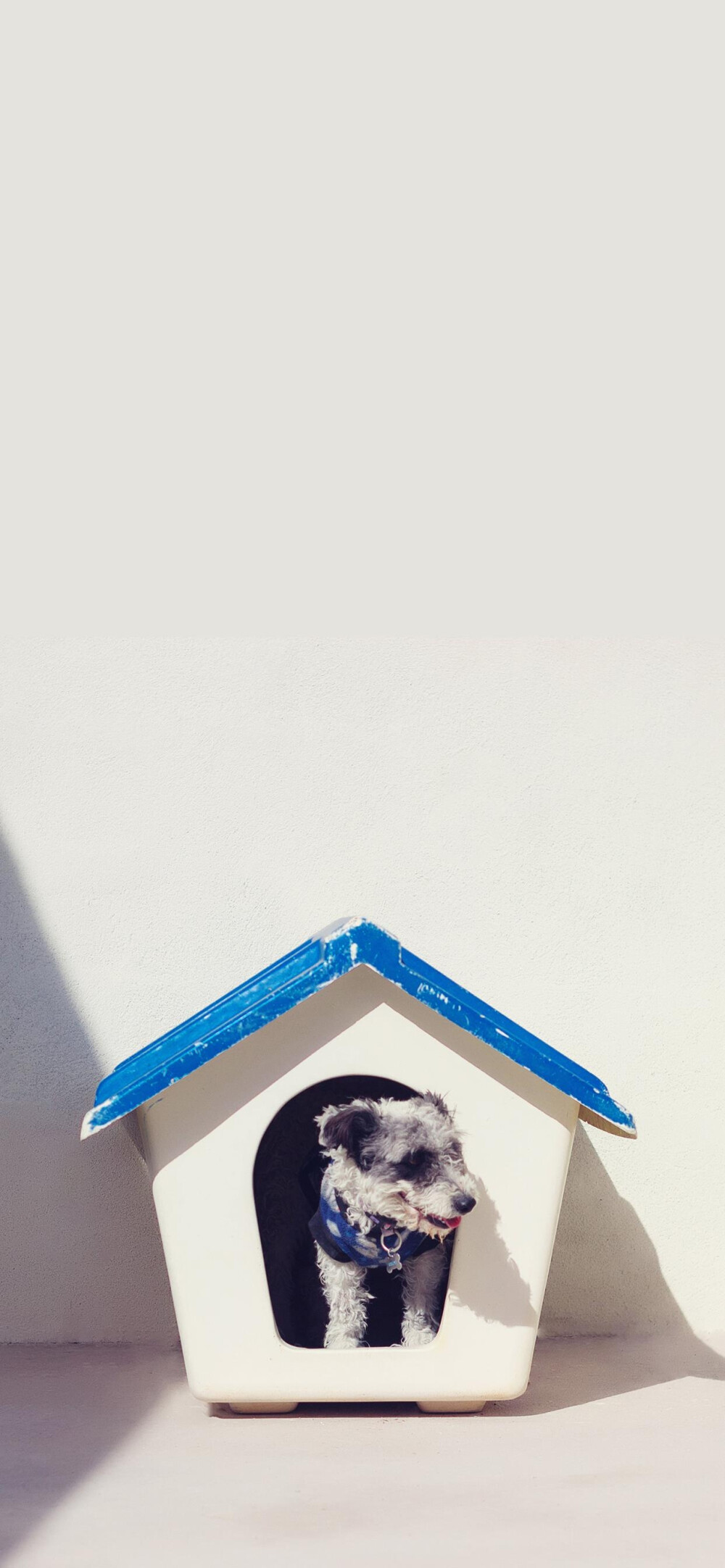 小狗动物壁纸合集②