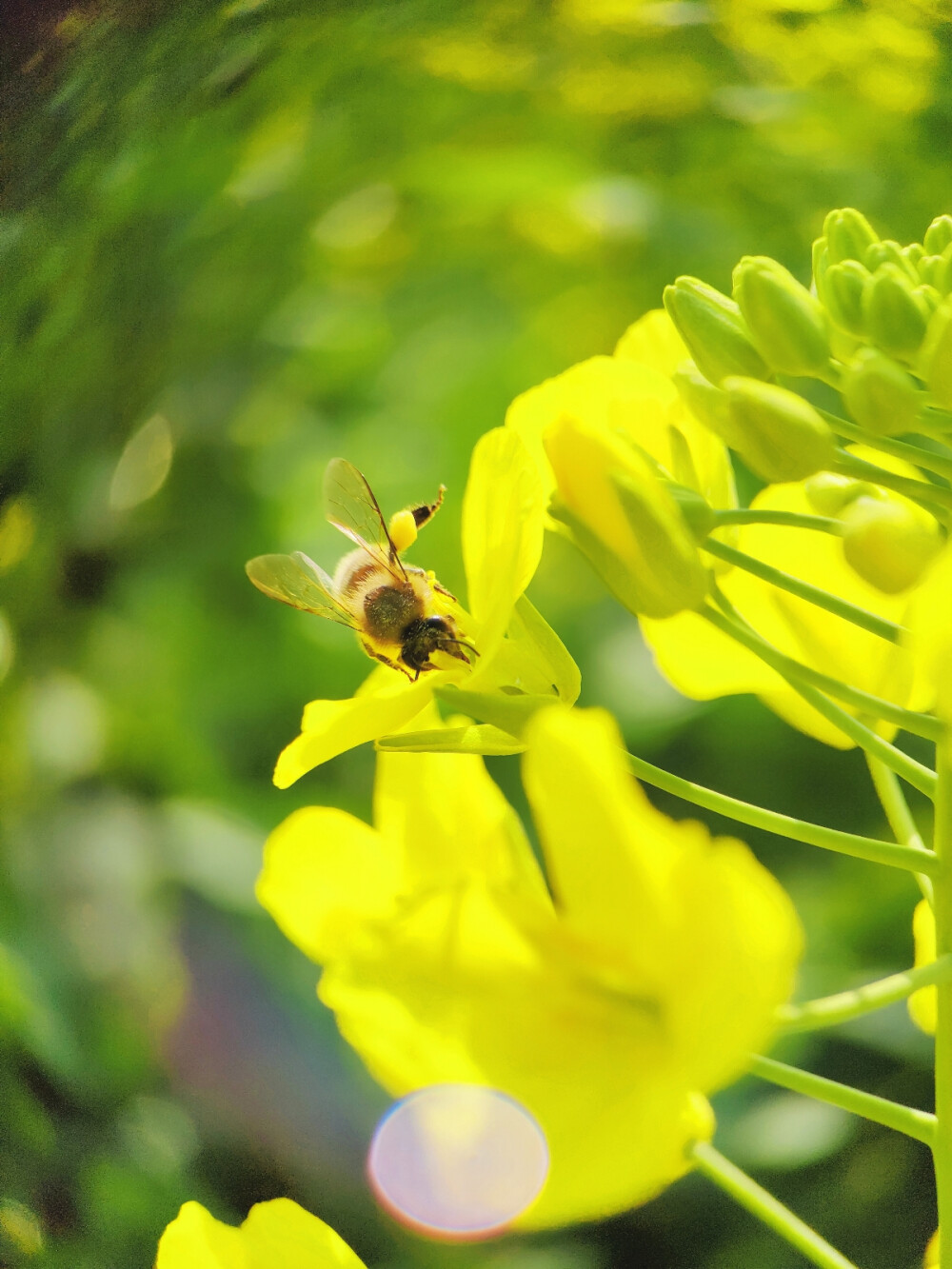 油菜花壁纸竖屏图片