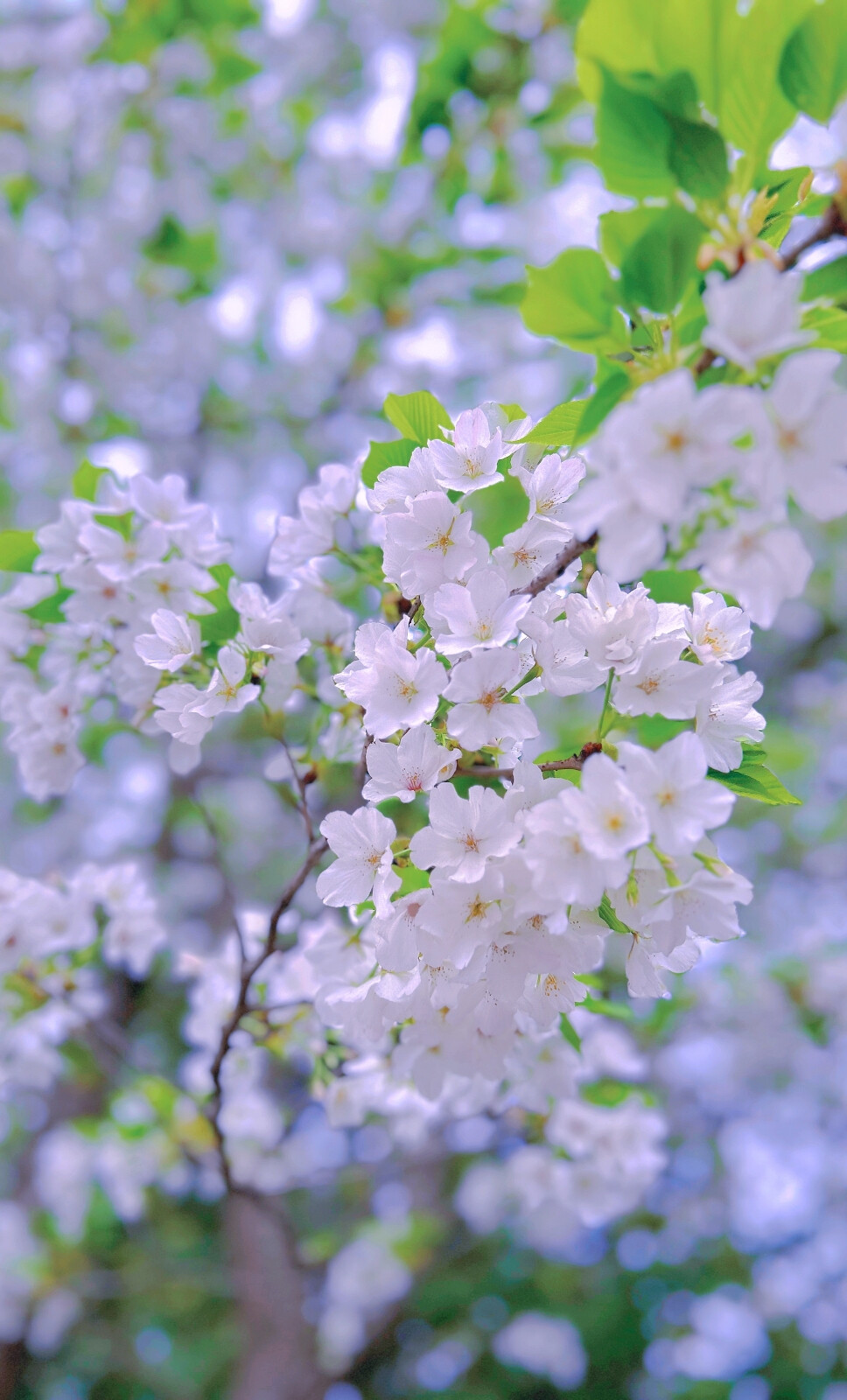 花开花落花满天