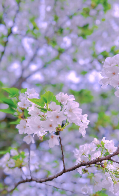 花开花落花满天