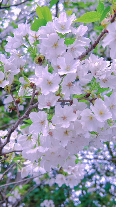 花开花落花满天