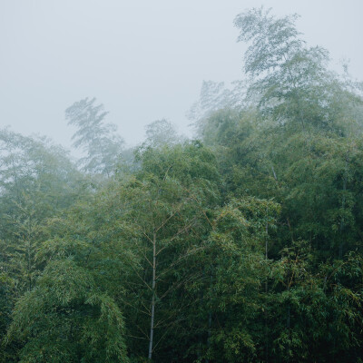 那就去径山寺喝杯茶吧
摄影：洪小漩
其实，去寺庙上香祈福对我家而言，是一件稀松平常的事。
但是，最近忽然火了一句话：在上班和上进之间，我选择了上香。
的确，去寺庙一时间成为了一种流行。我也在去灵隐寺、…