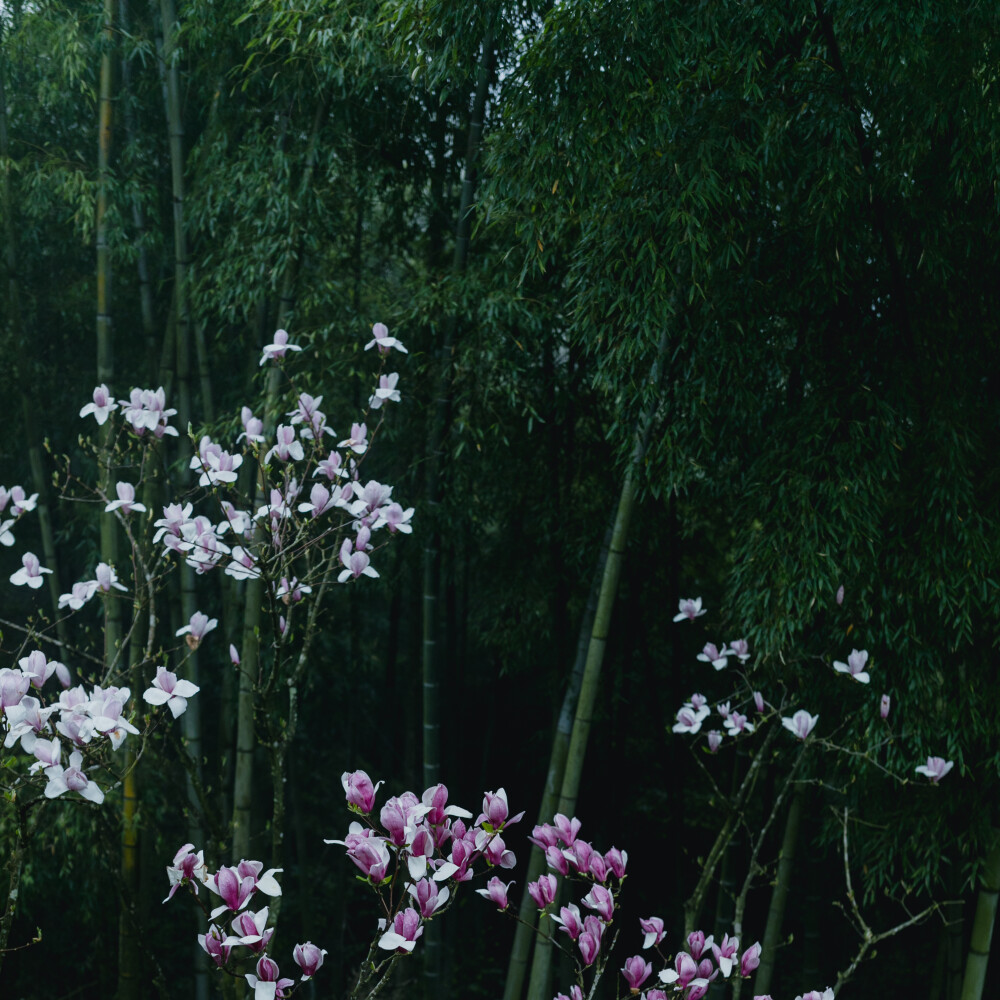 那就去径山寺喝杯茶吧
摄影：洪小漩
其实，去寺庙上香祈福对我家而言，是一件稀松平常的事。
但是，最近忽然火了一句话：在上班和上进之间，我选择了上香。
的确，去寺庙一时间成为了一种流行。我也在去灵隐寺、法喜寺上香的同时，对这句话有了切身的体验。
说实话，我也正是被生活所困，心浮气躁时去寺庙寻一时清静。只不过，现在，像我这样的人越来越多。这才延伸出了“在求人和求己之间，我选择了求佛”这样的调侃。
有人说，年轻人不上进。有人说，这是给自己一种积极的心理暗示。当然，也不排除有人纯粹跟风，打开拍照罢了。
却，总有人对这一现象看不惯，想剖析这一群人，妄想对他们指指点点。
