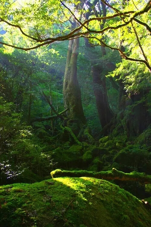 森林 背景 手机壁纸 绿色