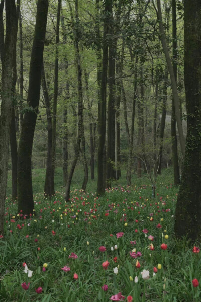 森林 背景 手机壁纸 绿色