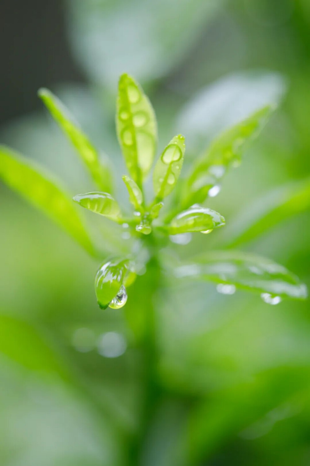 这雨下得好春天啊，春雷终于轰隆隆响啦。今天可是暴雨呢。我欢喜雀跃地听着响亮的雨声和雷声。拼多多上买的《抱朴子》才十来块钱———这可不不是什么捡漏，是简陋。扣搜版的影印本罢了，我昨晚毫不犹豫地把它按每卷一小本撕开再装订。昨天一整天都怒气冲冲。接连几天都困得要死。继客厅布局大调整后，前天我又重新梳理了6—8个收纳箱。在老家时我可喜欢台风雨了。———所以我说了啥，清理、调整、扬升、释放、体验、浮云……爱咋咋滴。