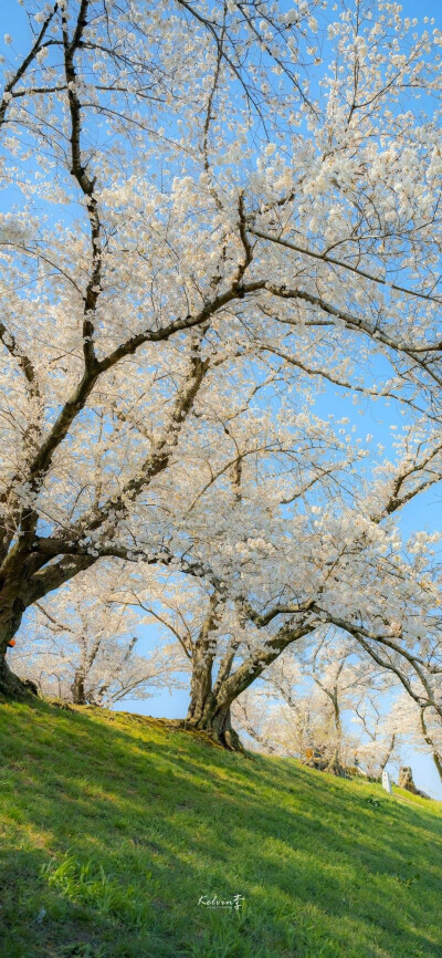 春日花花绿意壁纸
来自网络侵删