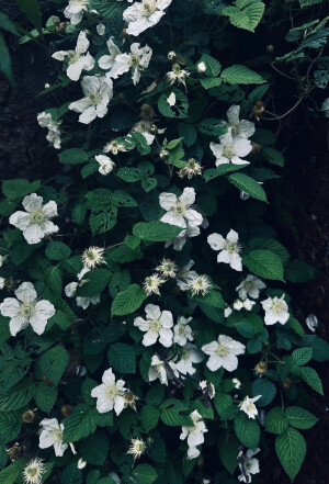 野草莓的花