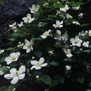 野草莓的花