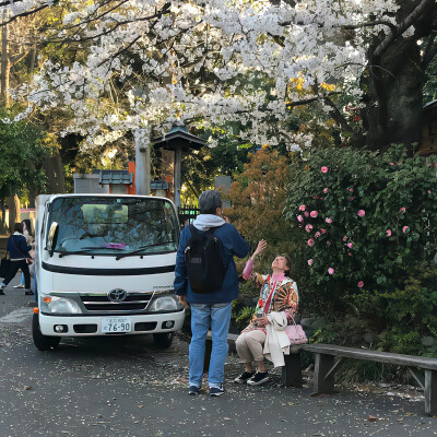 春天樱花季