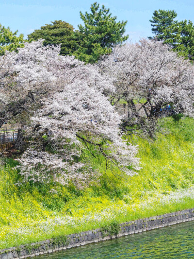 日系壁纸
原创：Y-2