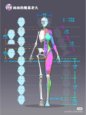 人体结构
图源：小红书 画画的酸菜老大