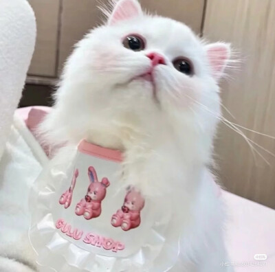 小猫头像