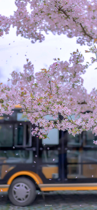 樱花壁纸