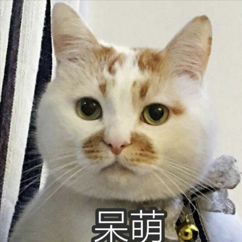 小猫咪