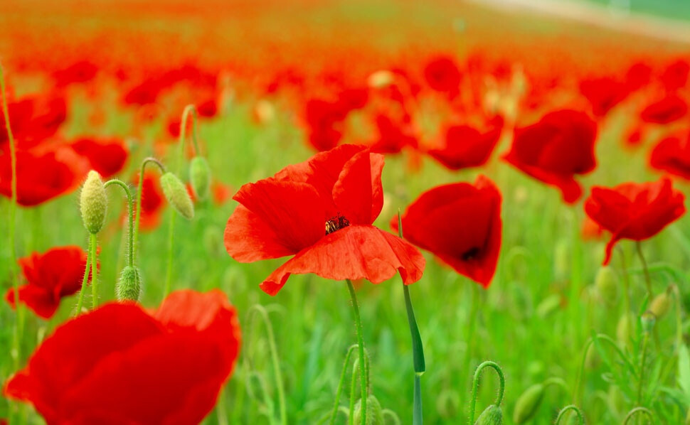 春色满园关不住