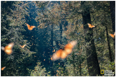 黑脉金斑蝶
黑脉金斑蝶聚集在墨西哥米却肯州的黑脉金斑蝶保护区，这里是它们的一个越冬地。摄影：Jaime Rojo