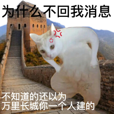 沙雕 猫咪 表情包