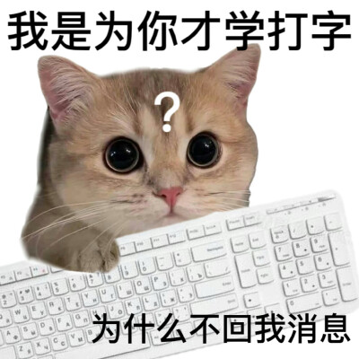 沙雕 猫咪 表情包