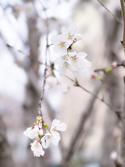 Flowers in my life
广州路边的长春花 南昌院子里的野菊 打碎月亮之后银杏叶从此只是银杏叶 不再是蝴蝶或玫瑰花 宁波的梅 宁波的白山茶 广州的迷你菊 丽水的樱花 南昌的红山茶 含笑 矢车菊 樱花和艾草