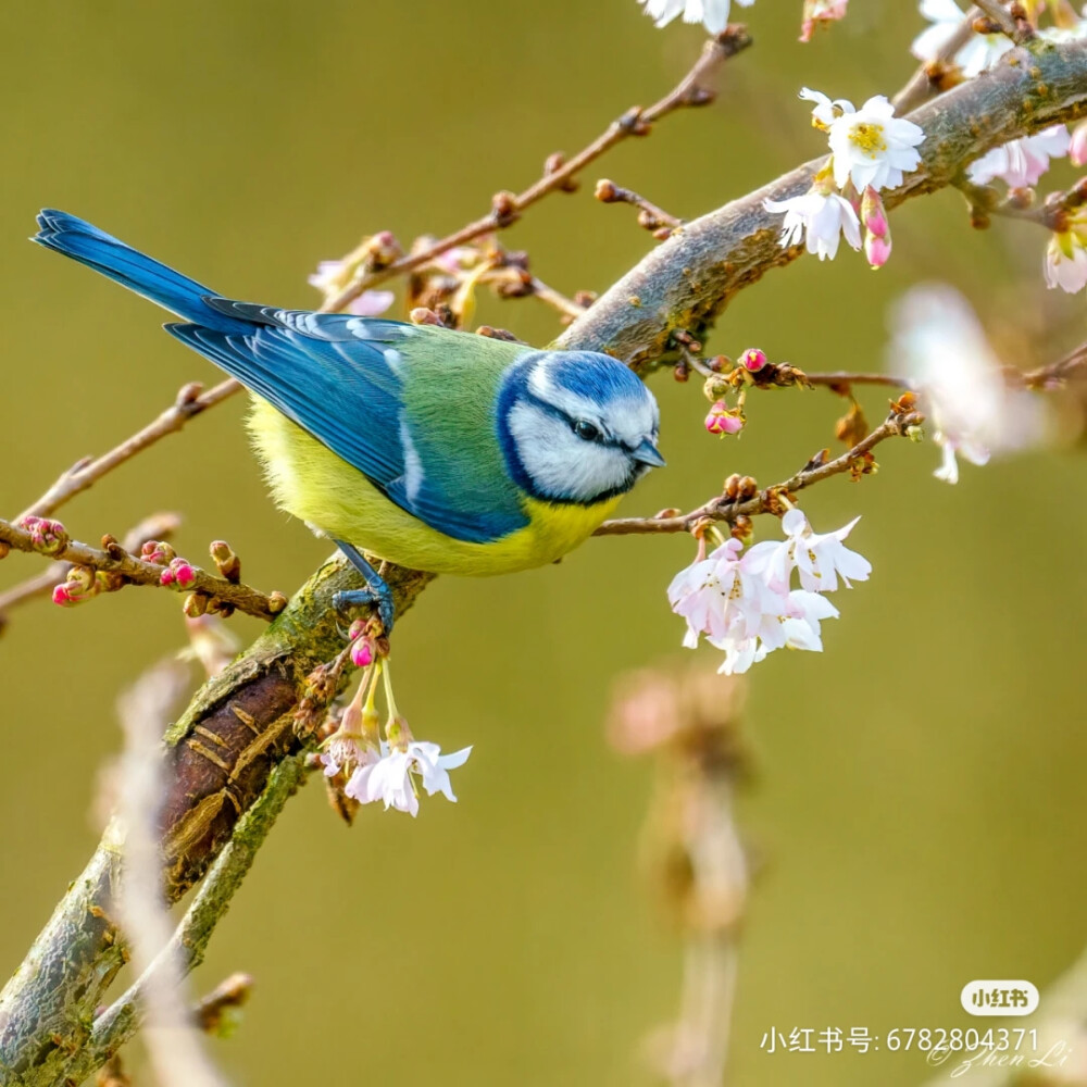 花鸟