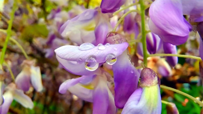 吉安随拍：紫藤花上的雨滴