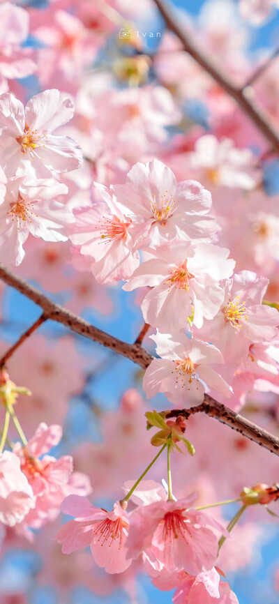 樱花 壁纸