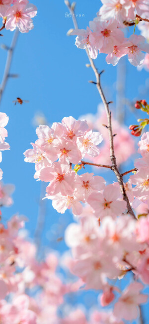 樱花 壁纸