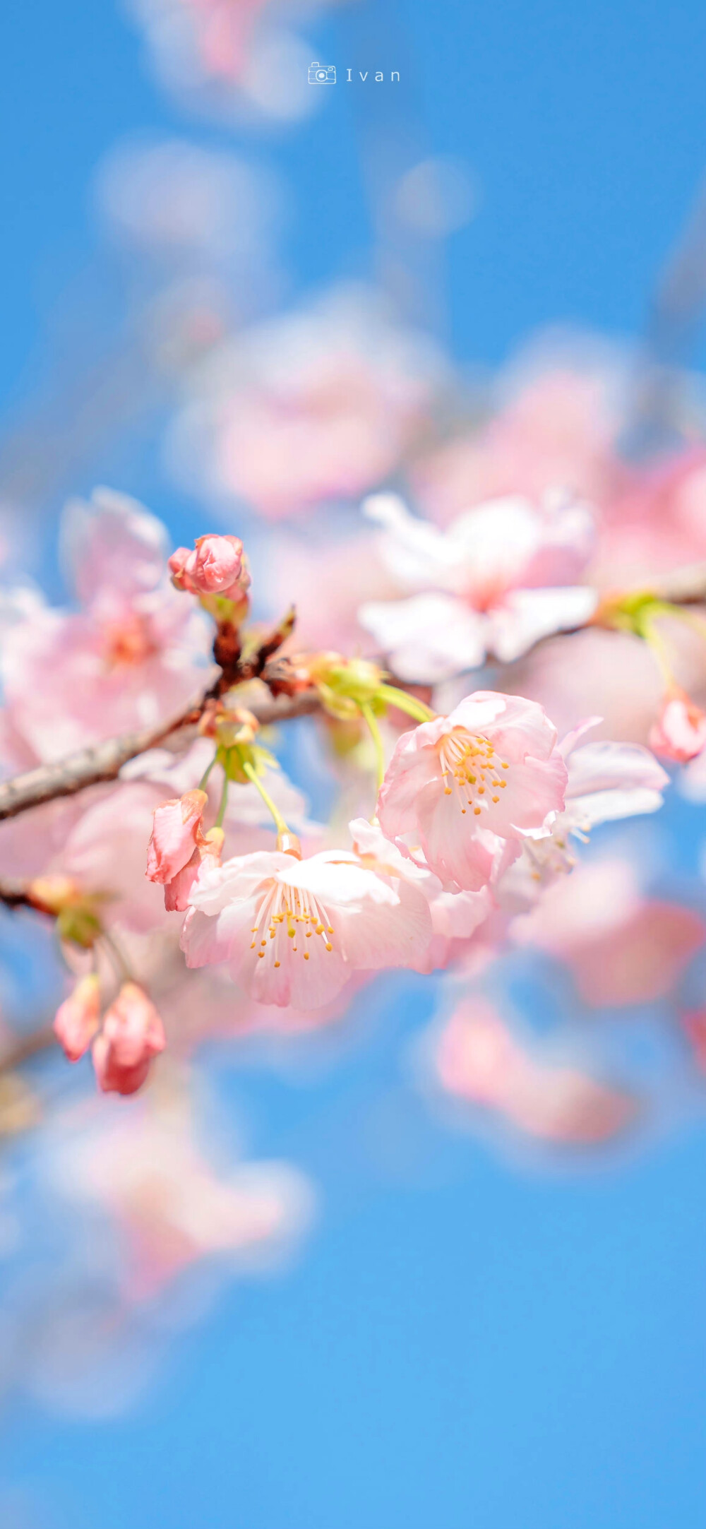 樱花 壁纸