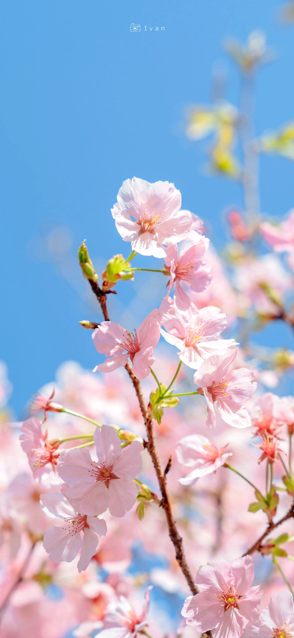 樱花 壁纸