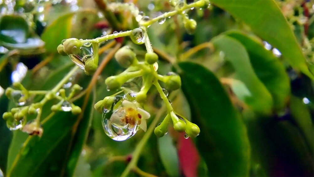 吉安随拍：樟树枝头上的雨滴