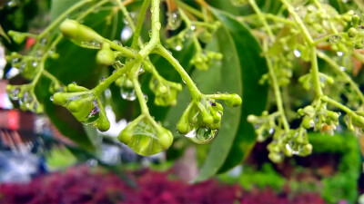 吉安随拍：樟树枝头上的雨滴