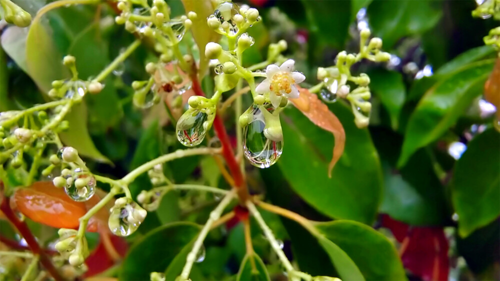 吉安随拍：樟树枝头上的雨滴