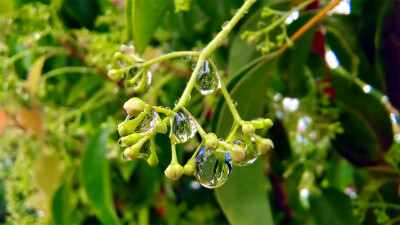 吉安随拍：樟树枝头上的雨滴