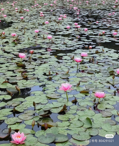 花草