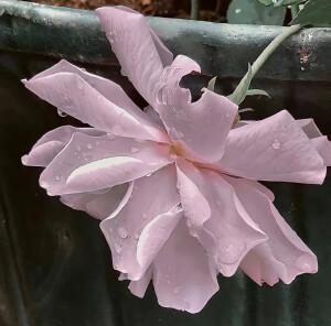花花壁纸