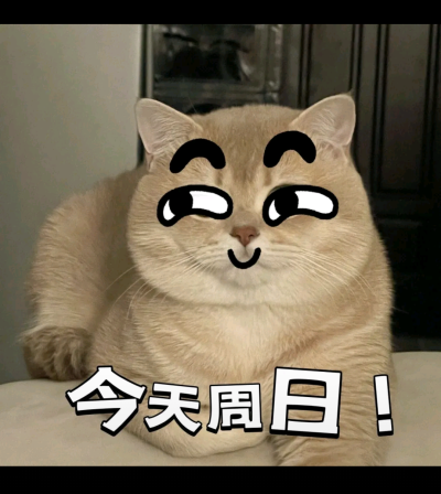 猫咪