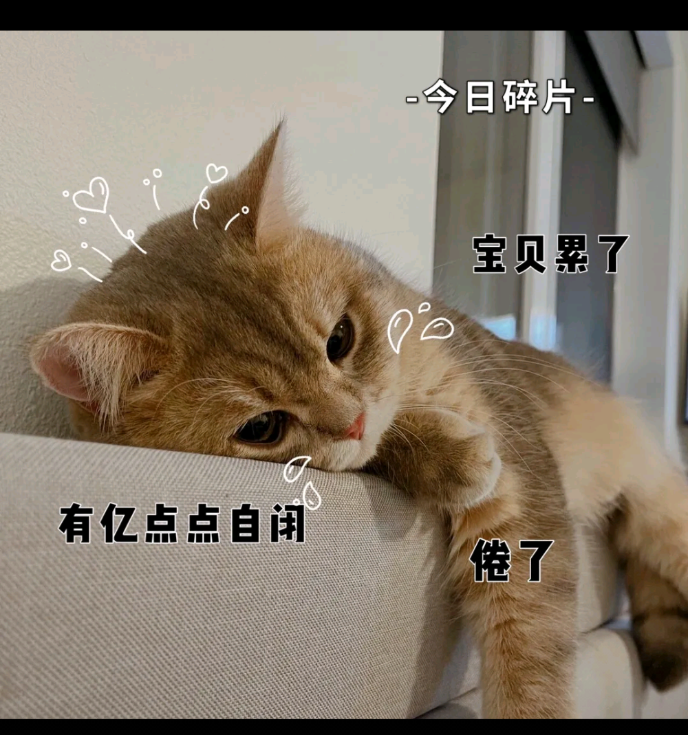 猫咪